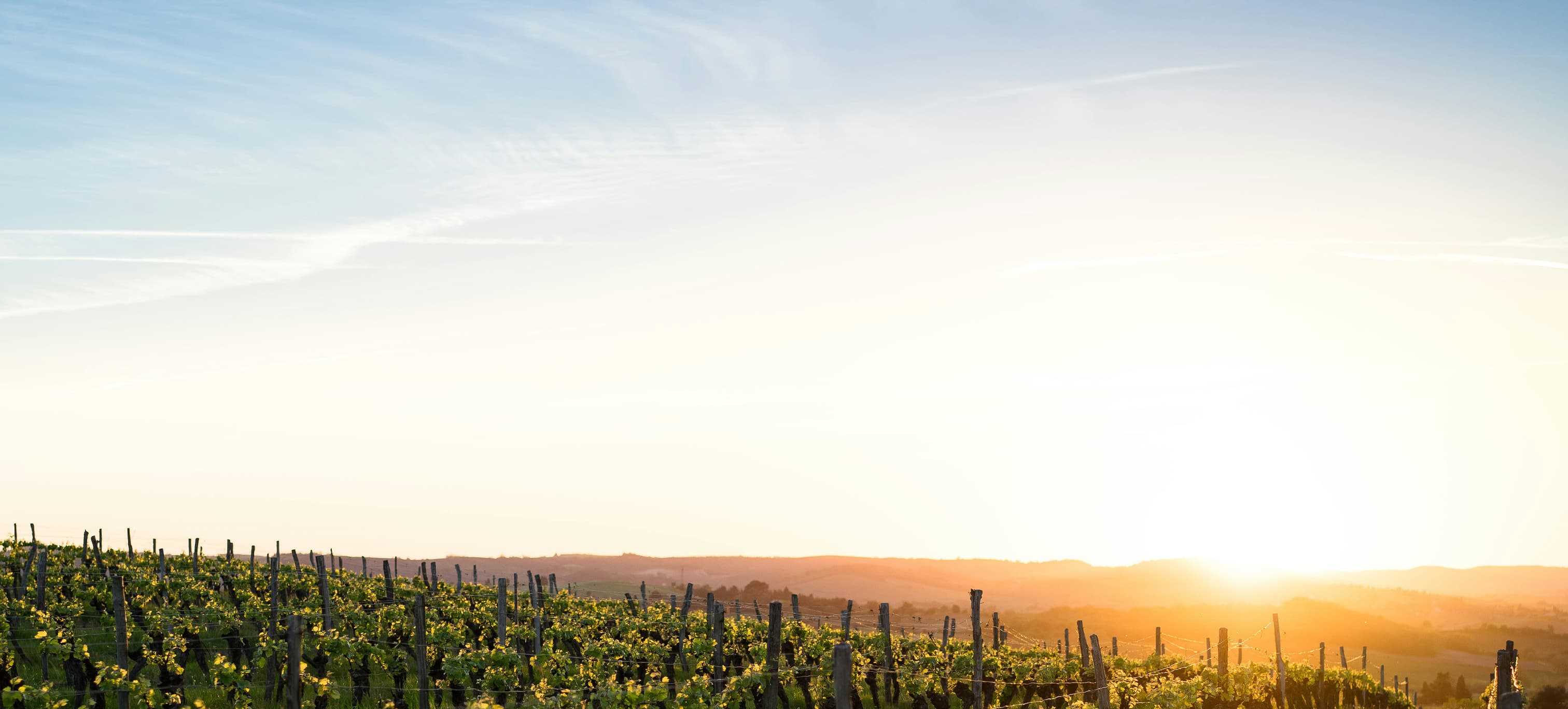Vineyards sunset